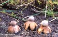 Geastrum nanum-amf828